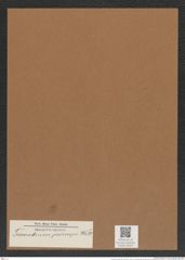 Triceratium princeps Witt. (de-Toni-Nr.: Genus 140) Zeichnungen Sammlung Grunow Mappe 04016 (Herbarium_W_Grunow_drawings_Folder_04016)